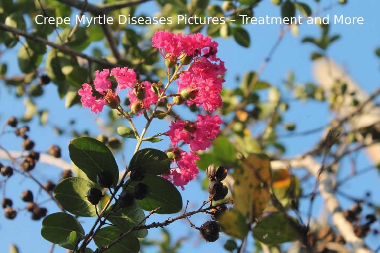 Crepe Myrtle Diseases Pictures