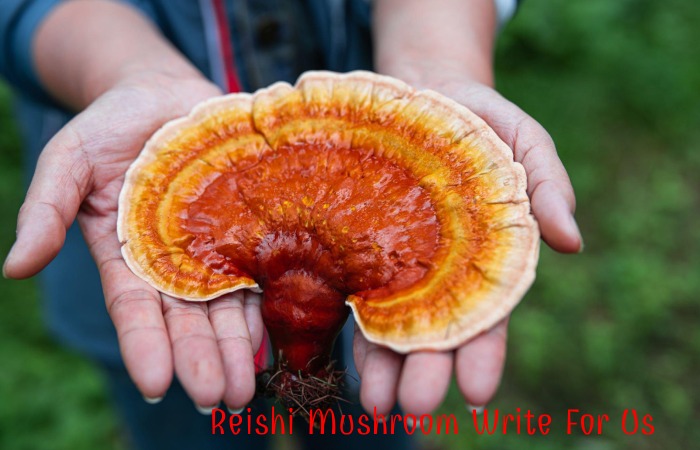 Reishi Mushroom Write For Us