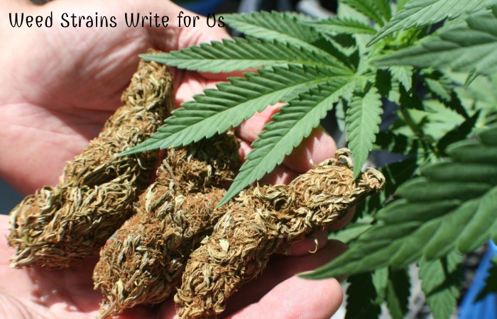Weed Strains Write For Us